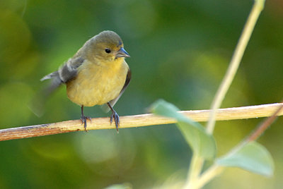 Lesser Goldfinch Fledgling