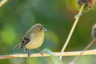 Lesser Goldfinch Fledgling