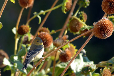 Lesser Goldfinch