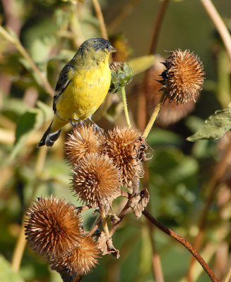 Lesser Goldfinch