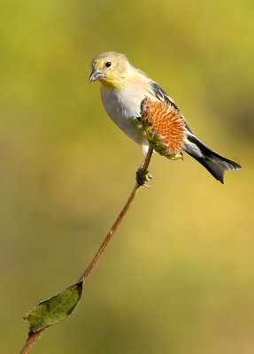 Goldfinch
