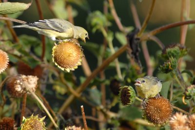 Lesser Goldfinch Squabble