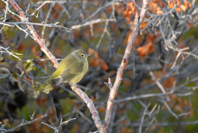 Orange-crowned Warbler