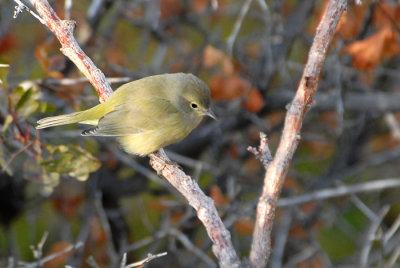 Orange-crowned Warbler