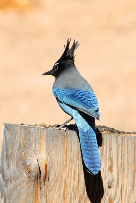 Steller's Jay