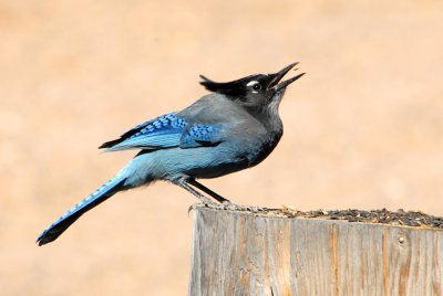 Steller's Jay