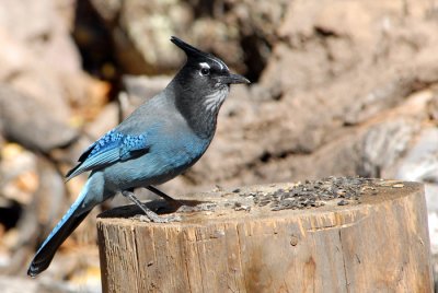 Steller's Jay