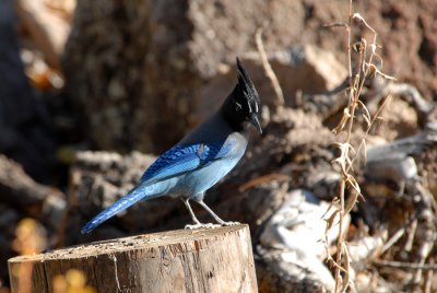Steller's Jay