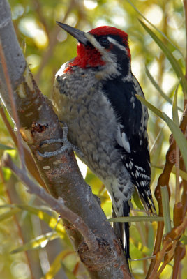Red-Naped Sapsucker