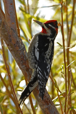 Red-Naped Sapsucker