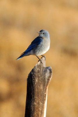 Mountain Bluebird
