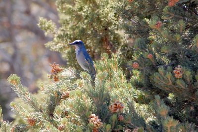 Western Scrub-Jay