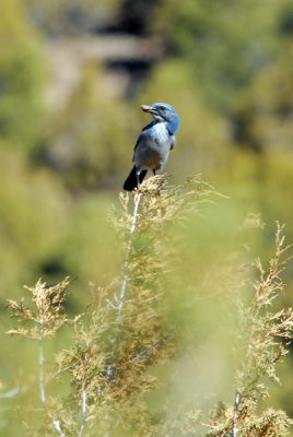 Western Scrub-Jay