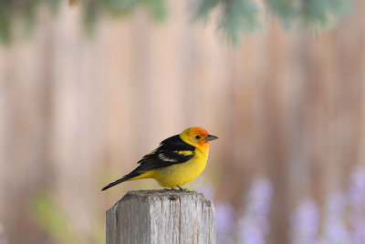 Western Tanager