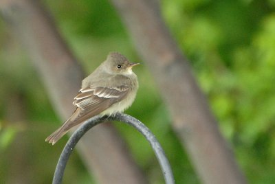 Western Wood-Peewee