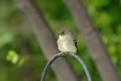 Western Wood-Peewee