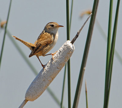 Marsh Wren