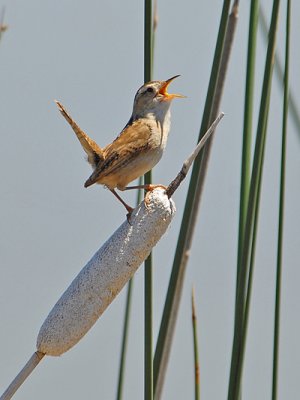 Marsh Wren