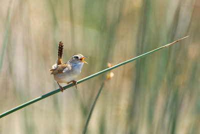 Marsh Wren
