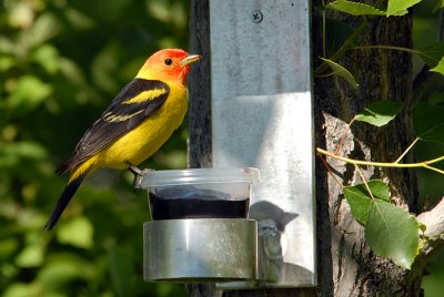 Western Tanager