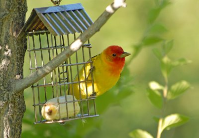 Western Tanager