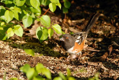 Spotted Towhee
