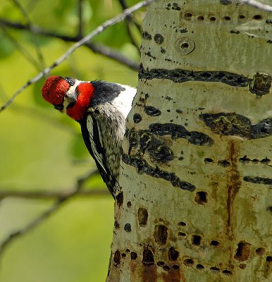 Red-naped Sapsucker