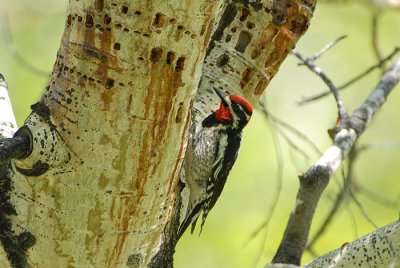 Red-Naped Sapsucker