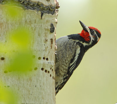 Red-naped Sapsucker