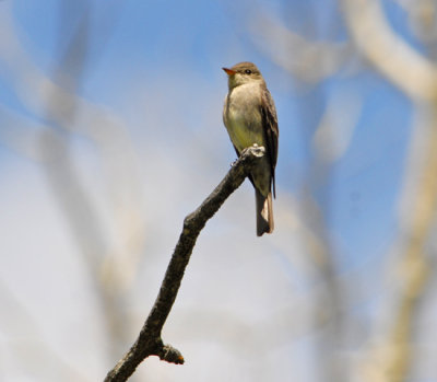 Flycatcher Unknowness