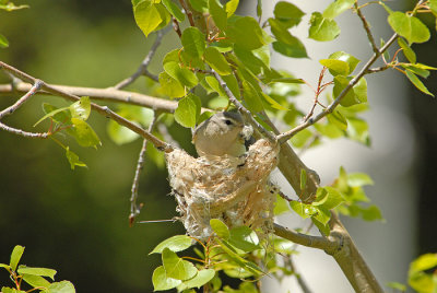 Warbling Vireo Nest
