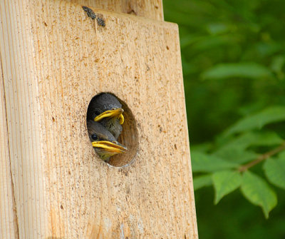 Starling Chicks