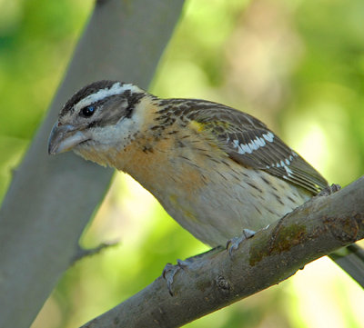 Black-headed Grosbeak