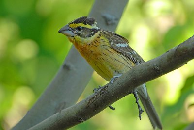 Black-headed Grosbeak