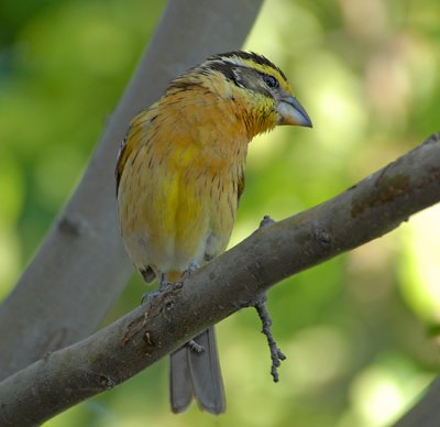 Black-headed Grosbeak