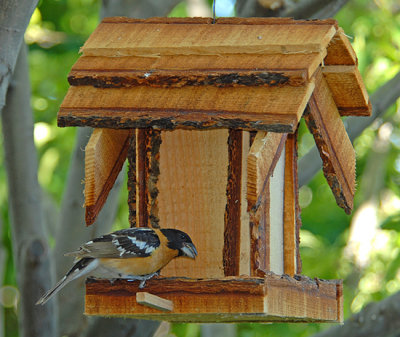 Black-headed Grosbeak
