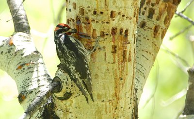 Tony Grove Sapsucker