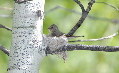 Flycatcher
