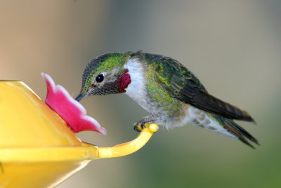 Broad-tailed Hummingbird