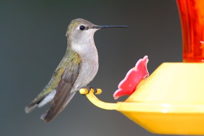 Female Hummingbird