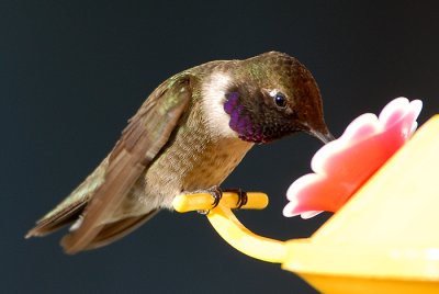 Black-chinned Hummingbird