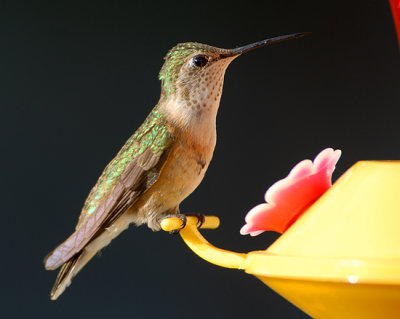 Female Rufous Hummingbird