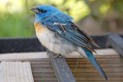 Lazuli Bunting