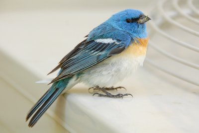 Lazuli Bunting