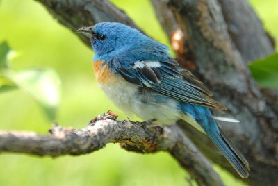 Lazuli Bunting
