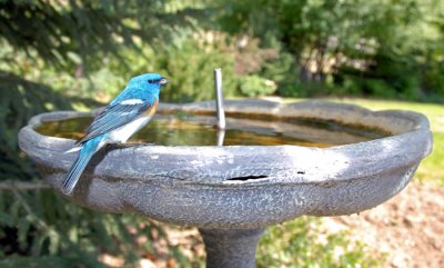 Lazuli Bunting