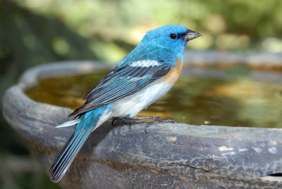Lazuli Bunting