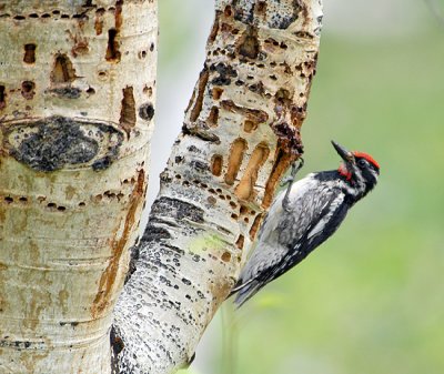 Red-Naped Sapsucker