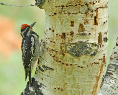Red-Naped Sapsucker