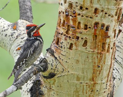 Red-Naped Sapsucker